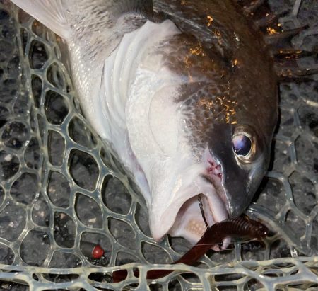 久しぶりのチヌゲー