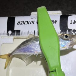 sunday night お豆アジング