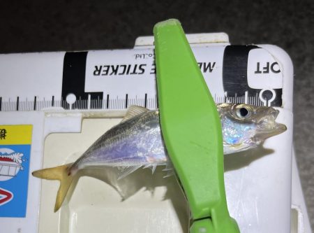 sunday night お豆アジング