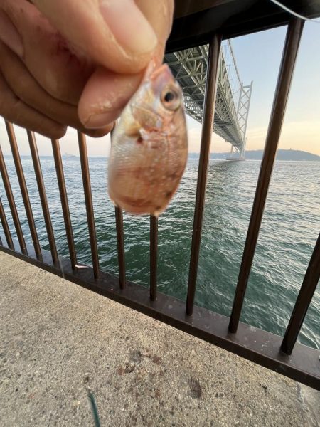 ひでりアジ渋い！