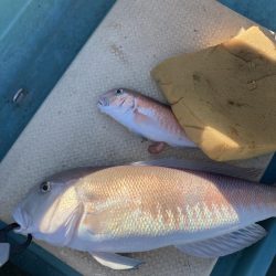 橘沖でシロアマダイ