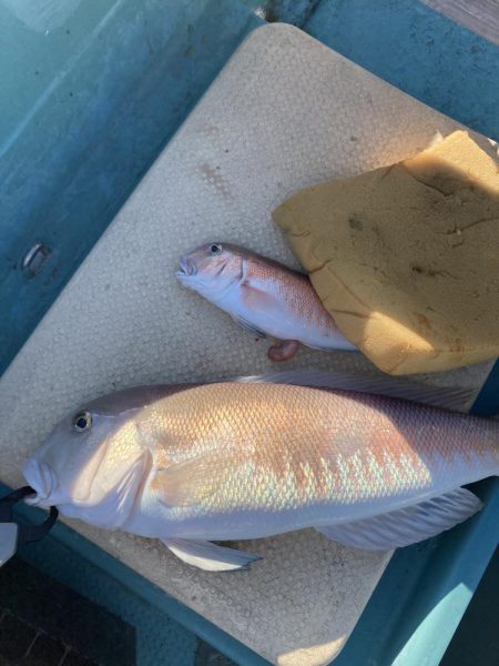 橘沖でシロアマダイ