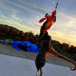 タコ釣りに淡路まで