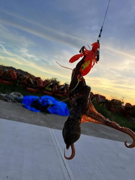 タコ釣りに淡路まで