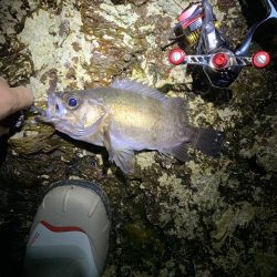 尺メバルが化けた