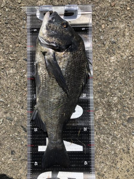 イチノ兄弟、釣果！