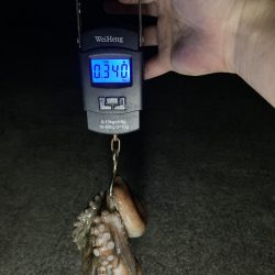 【タコング】やっとこさ1匹