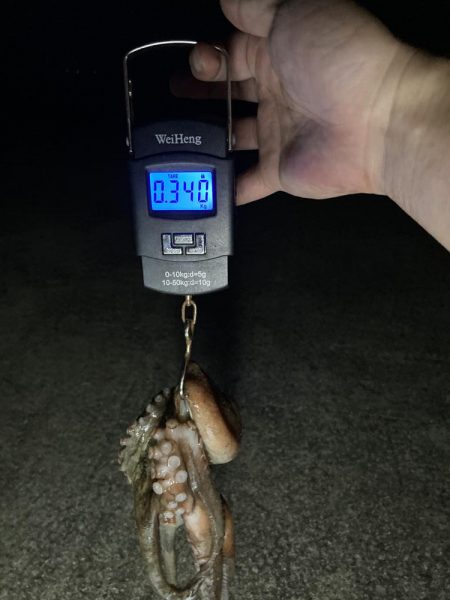 【タコング】やっとこさ1匹