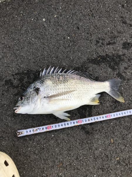 初トップウォーター^_^