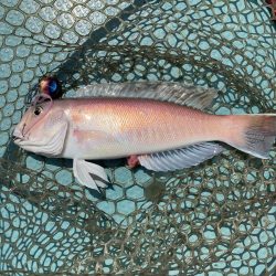 橘沖でシロアマダイ