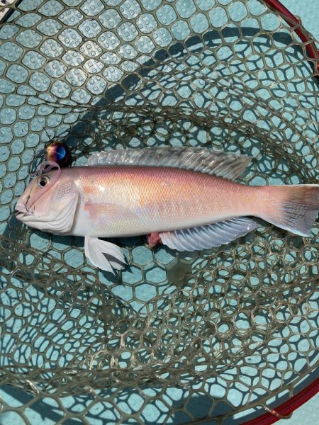 橘沖でシロアマダイ