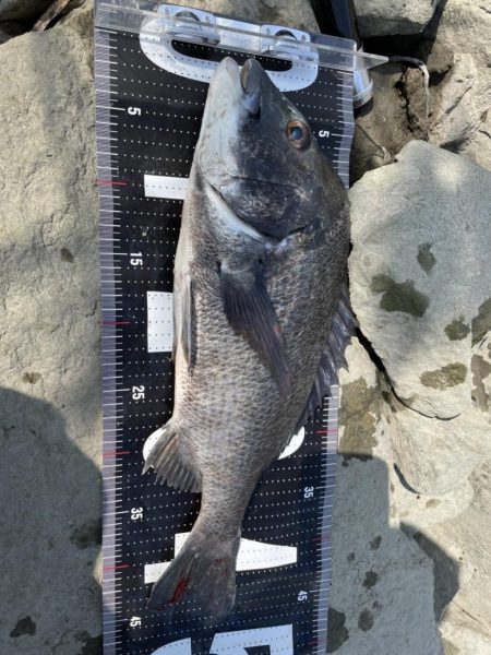 姫路65匹‼️…