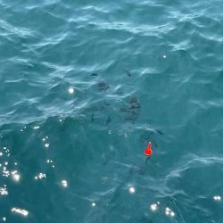 さかなちゃん日記 大蔵海岸編