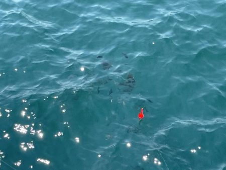 さかなちゃん日記 大蔵海岸編