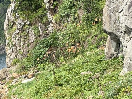 伊島で2日連続青物！