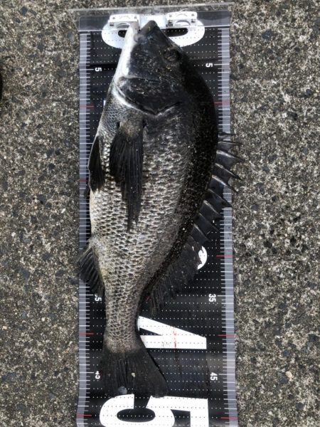 2日連続60枚越え‼️