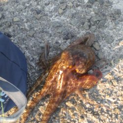 今日もまたタコ