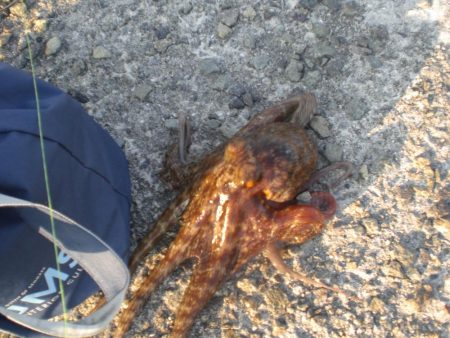 今日もまたタコ