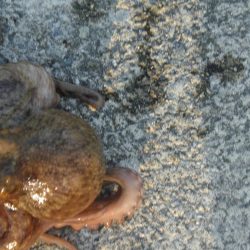 今日もタコ釣ったぞ！