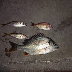 長い間アジに出会えずやっとアジに出会えました。