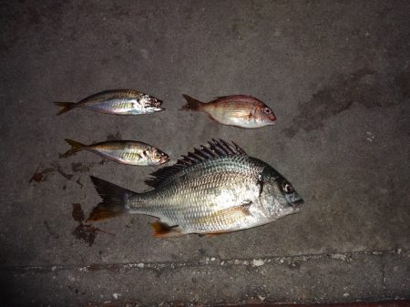 長い間アジに出会えずやっとアジに出会えまし…