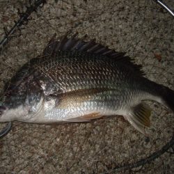 チヌ狙いでしたが