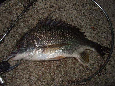 チヌ狙いでしたが