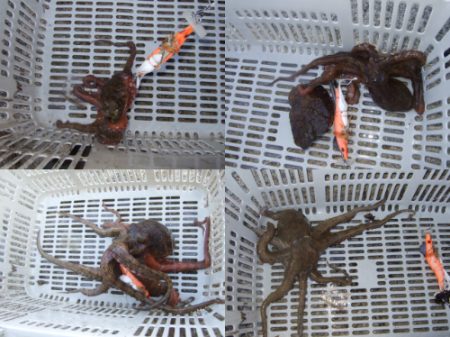 夕方からタコ釣り