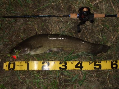 ニューロッドでナマズ