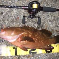 久々にベイトで