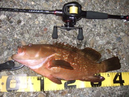 久々にベイトで