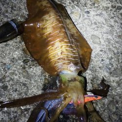 今シーズンもなんとか大型ゲット