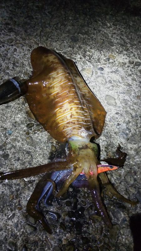 今シーズンもなんとか大型ゲット