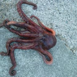 オクトパッシング