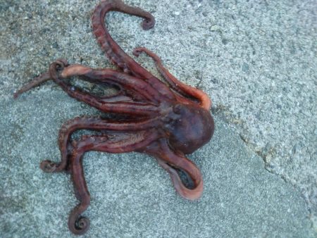 オクトパッシング