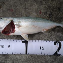 久しぶりの気持ち良い釣果