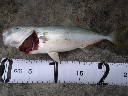 久しぶりの気持ち良い釣果