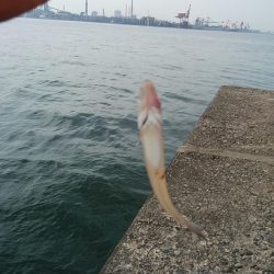 思わぬ大物が釣れました