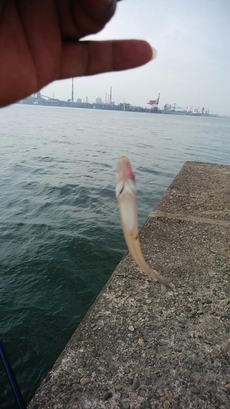 思わぬ大物が釣れました