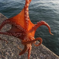 キス仕掛でタコが釣れました