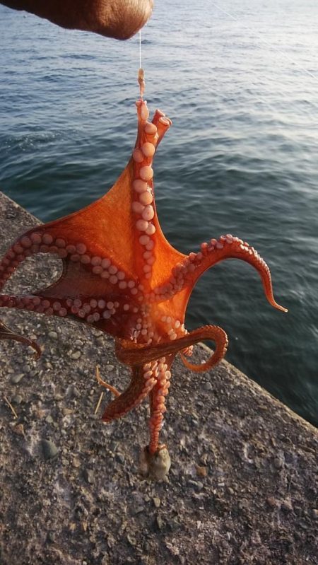 キス仕掛でタコが釣れました