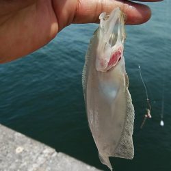 潮が動かない播磨新島