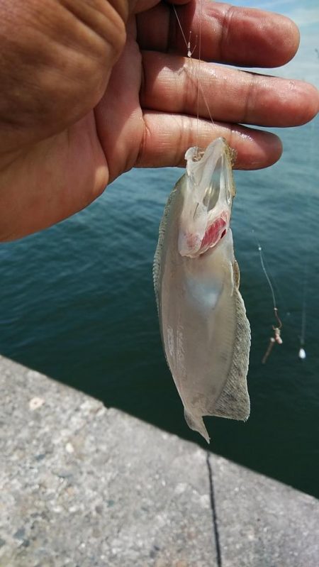 潮が動かない播磨新島