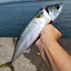 尺鯵自己記録更新