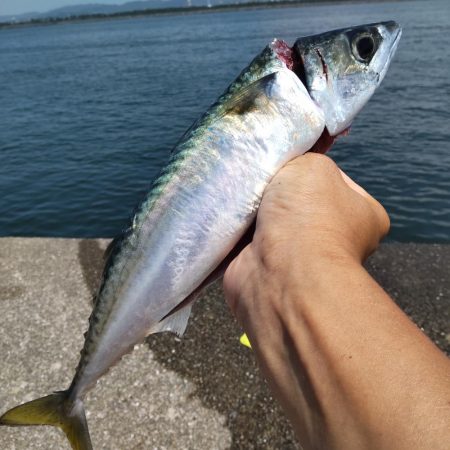 尺鯵自己記録更新