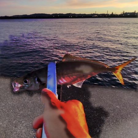 懲りずに水軒一文字へ。