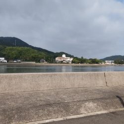 塩焼きサイズのキビレ