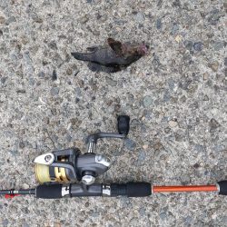 朝マヅメ不発💀