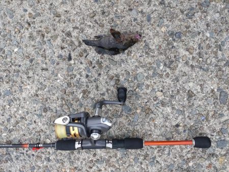 朝マヅメ不発💀