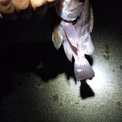 夏の夜のサビキ